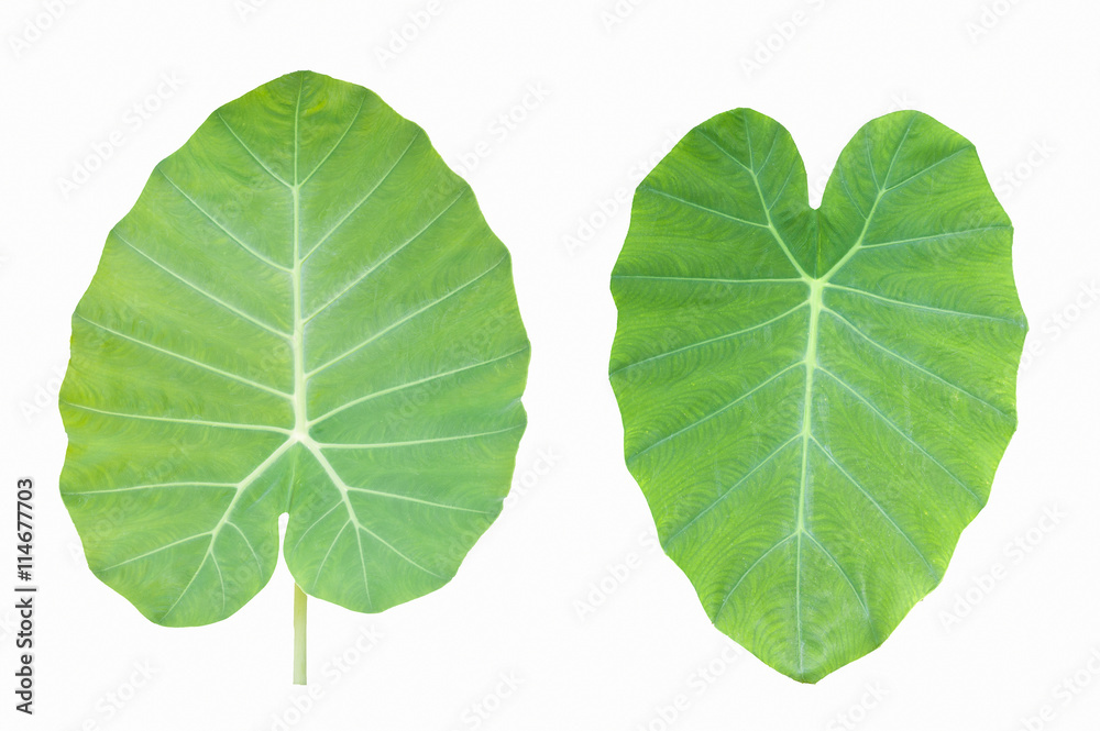 Obraz premium two green heart leaf isolated on white background
