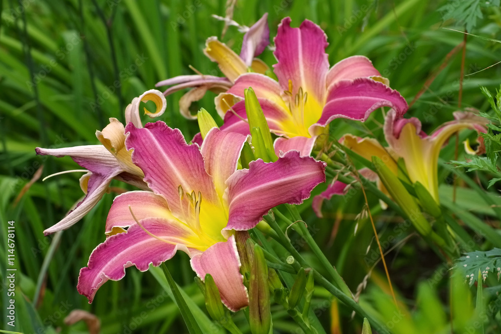 Taglilie Loch Ness Monster - daylily of the species Loch Ness Monster