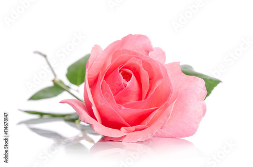 Fototapeta Naklejka Na Ścianę i Meble -  beautiful single pink rose lying down on a white background