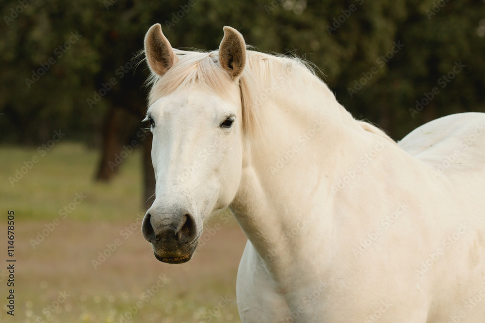 Nice free white horse in the pastures Nice free white horse in the pastures