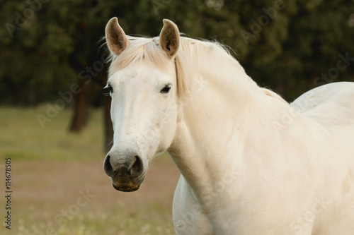 Nice free white horse in the pastures