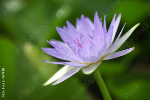 beautiful lotus flower as background.