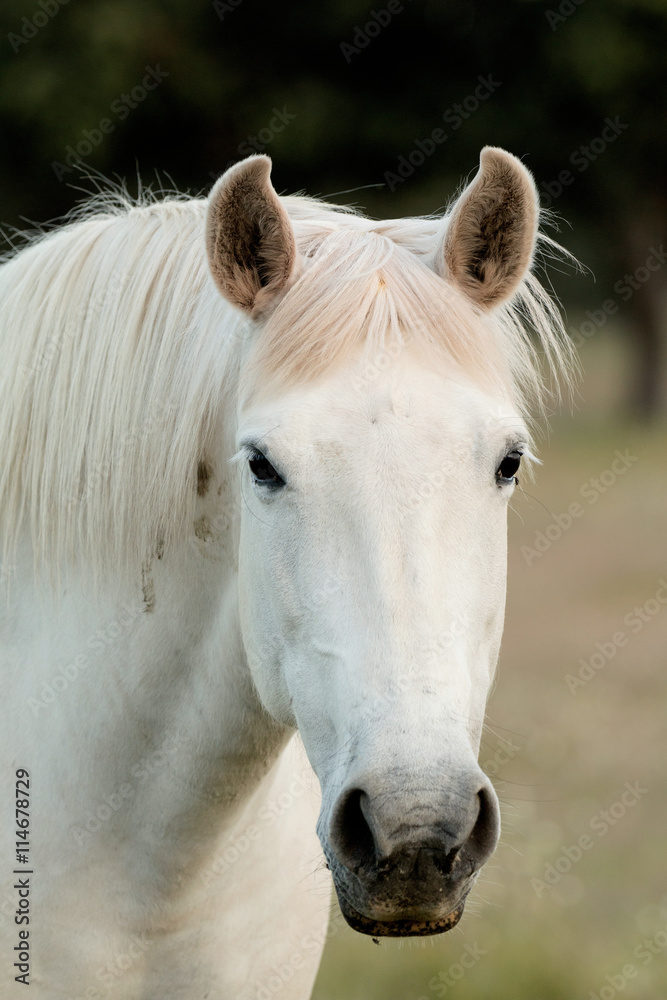 Naklejka premium Nice free white horse in the pastures