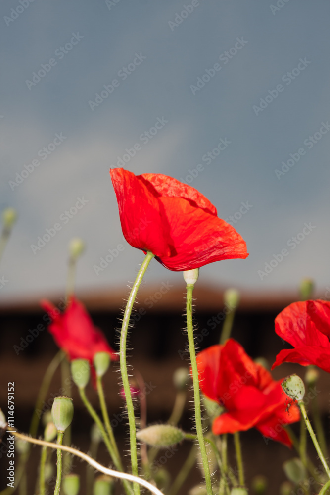 Obraz premium red poppy flowers