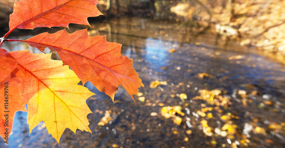 detail of leaf in the autumn - obrazy, fototapety, plakaty 