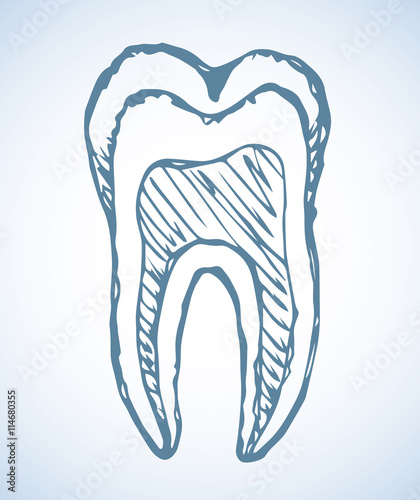 Tooth. Vector drawing