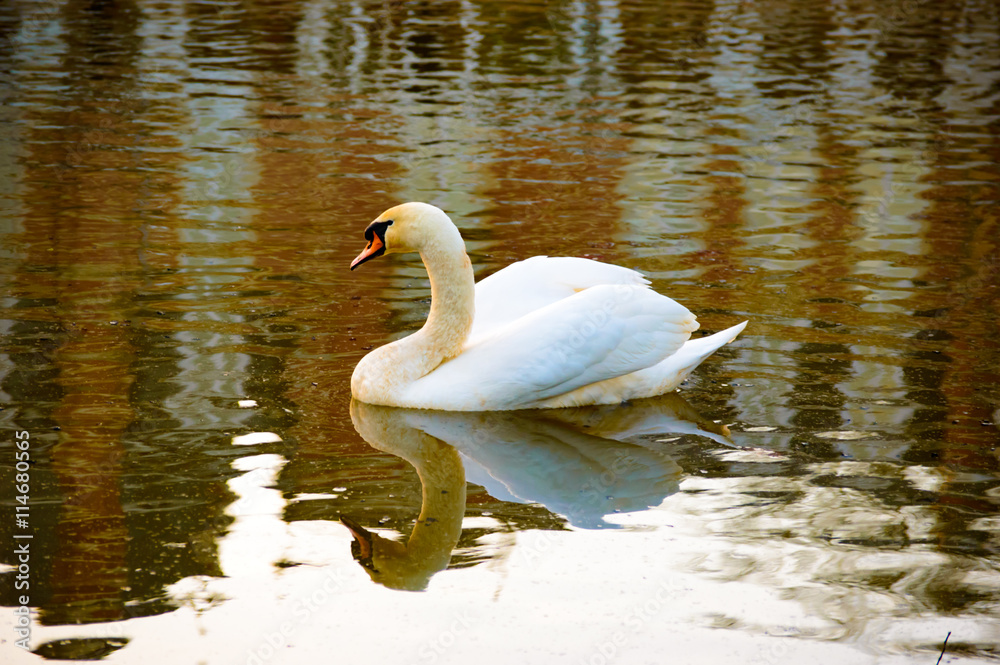 Fototapeta premium Beautiful white swan reflected in water