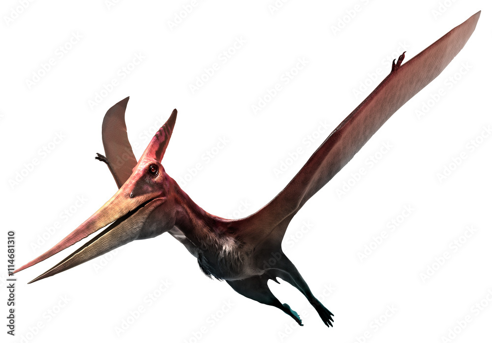 Naklejka premium Pteranodon