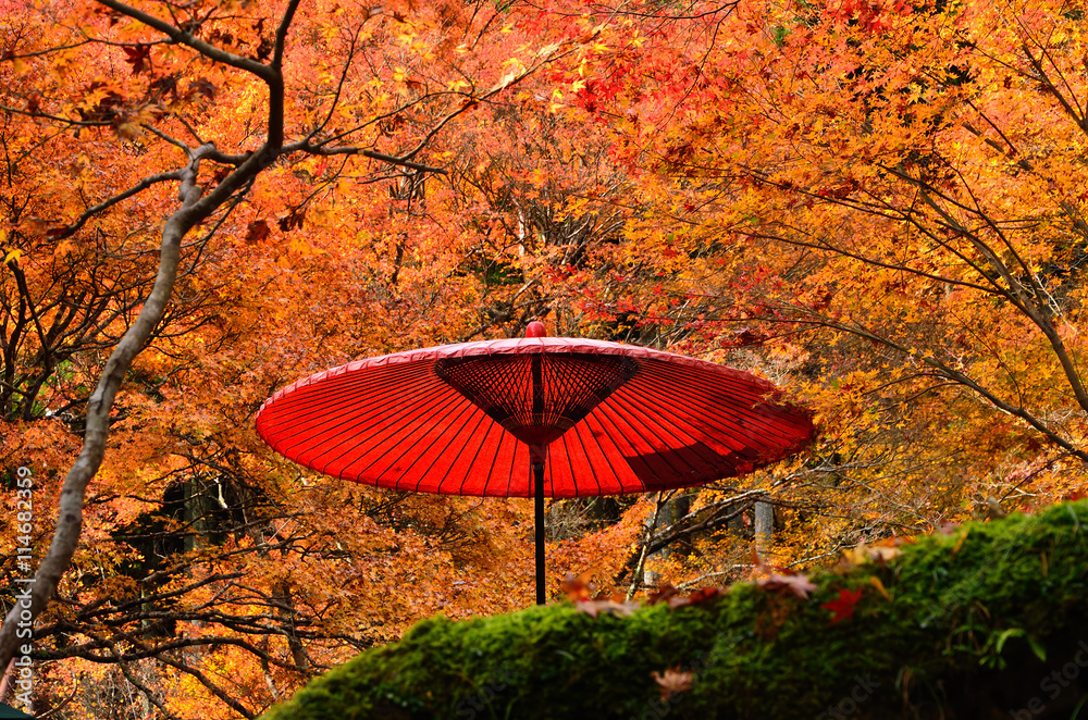 Autumn leaves and Japanese parasol, Kyoto Japan.
