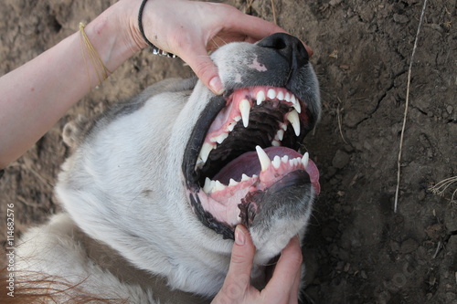 Среднеазиатская овчарка отличный охранник и верный друг, мощная челюсть и крепкие зубы, но нужно ли его боятся?
Central Asian Shepherd Dog!