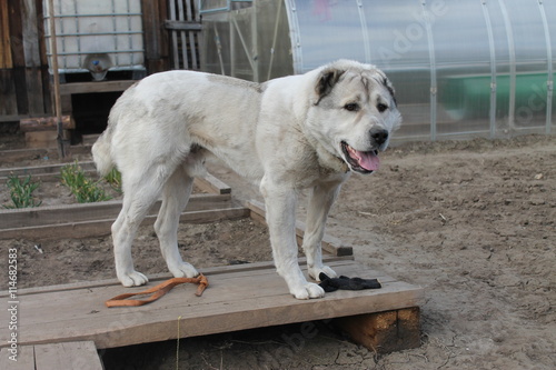 Надежный охранник вашего дома, двора и огорода! safe guard your home, yard and garden - Central Asian Shepherd!