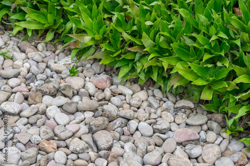 Gravel rocks and plants in garden