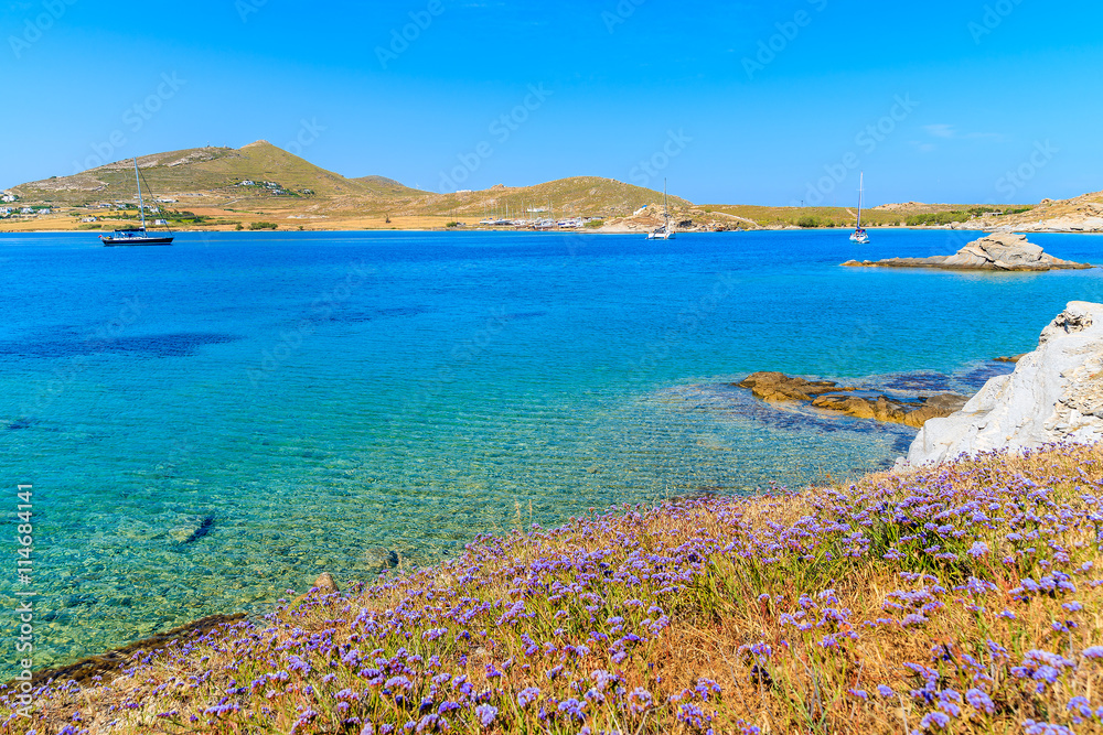 Spring flowers in beautiful Monastiri bay with turquoise sea water, Paros island, Greece