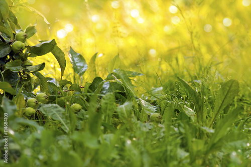 Fototapeta Naklejka Na Ścianę i Meble -  Ветка с молодыми яблоками в траве летом в солнечную погоду.