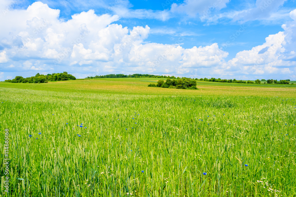 Fototapeta premium Beautiful green field with white clouds on blue sky in summer landscape, Poland
