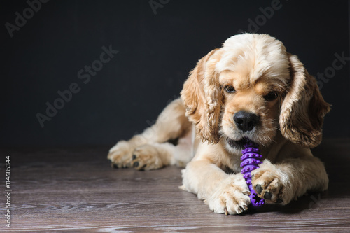 American cocker spaniel lying on dark background. Young purebred Cocker Spaniel. © o_lypa