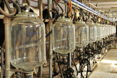 Mechanized milking equipment milking parlour © pdm