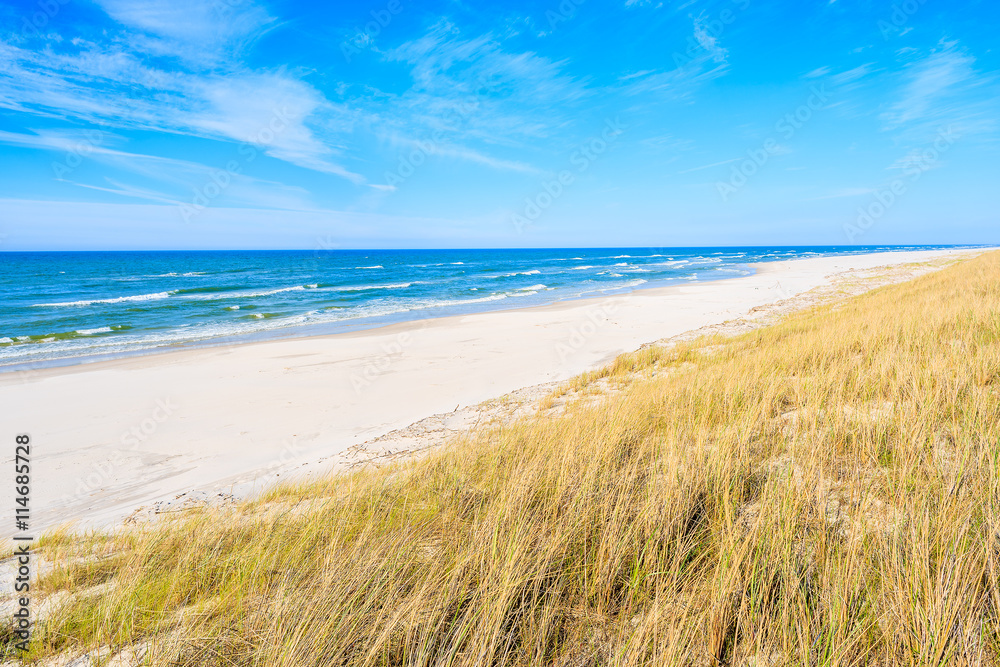 A view of beautiful beach grass on sand dune at Baltic Sea, Bialogora coastal village, Poland