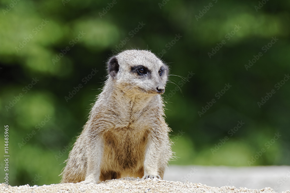 Fototapeta premium An alert Meerkat standing guard on a mound.