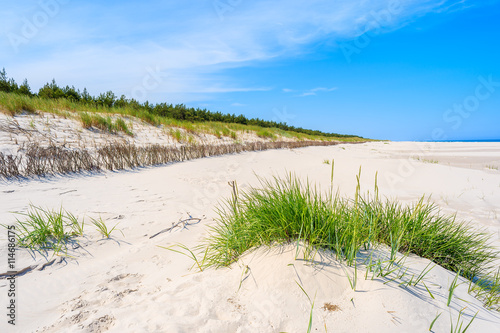 Green grass on sand dune on beautiful beach in Bialogora coastal village  Baltic Sea  Poland