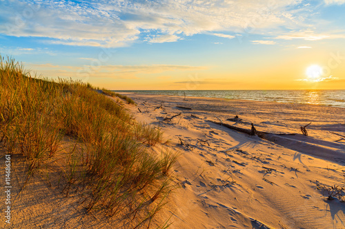 Grass on sand dunes at sunset time on a beach in Leba  Baltic Sea  Poland