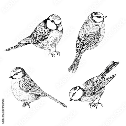 Flock of blue tits isolated over white background