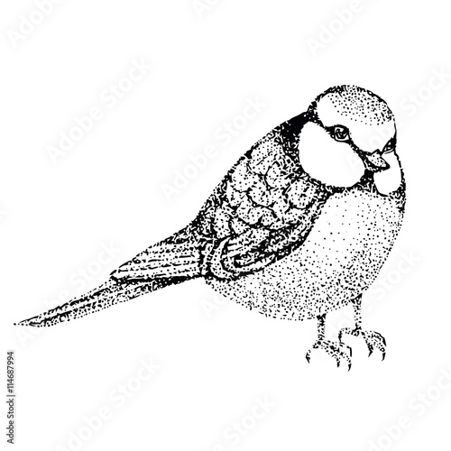 vector illustration bird blue tit. Poultry side. graphic black and white