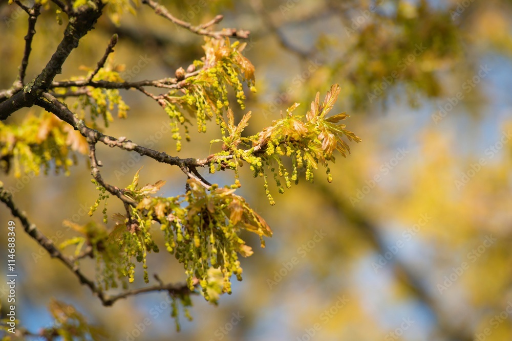 Junge Blätter und Blüten einer Stieleiche oder Stiel-Eiche oder Deutschen Eiche oder Sommereiche (Quercus robur, Syn.: Quercus pedunculata), Biosphärenreservat Elbetal, Niedersachsen, Deutschland Junge Blätter und Blüten einer Stieleiche oder Stiel-Eiche oder Deutschen Eiche oder Sommereiche (Quercus robur, Syn.: Quercus pedunculata), Biosphärenreservat Elbetal, Niedersachsen, Deutschland