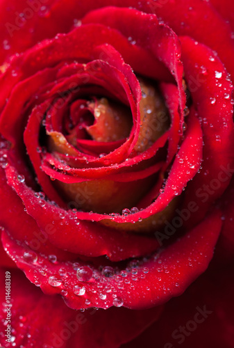 Fototapeta Naklejka Na Ścianę i Meble -  Beautiful red rose close-up. Water droplets on the petals. Wedding background stock photo