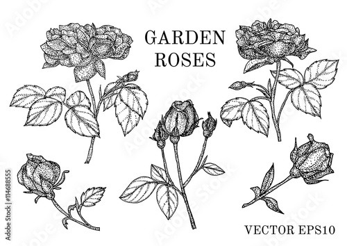 Flower set: highly detailed hand drawn roses