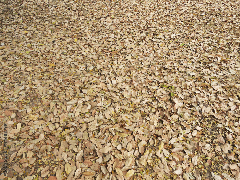 Autumn dry leaves on the ground Autumn dry leaves on the ground