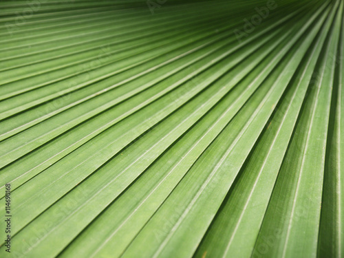 Texture of Green palm Leaf background closeup