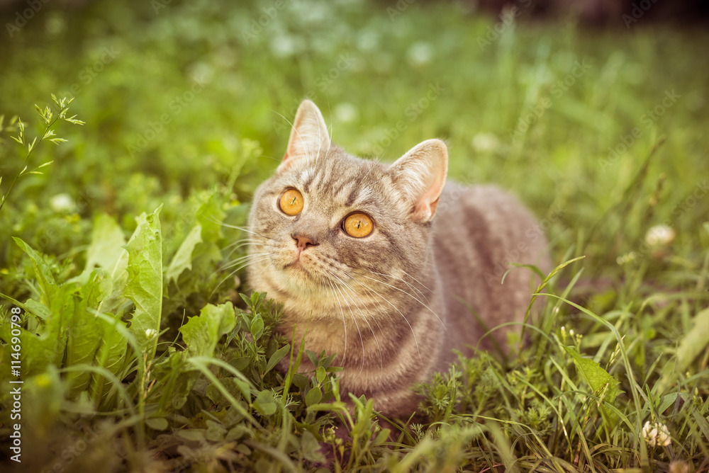 lovely British kitten in a green grass lovely British kitten in a green grass