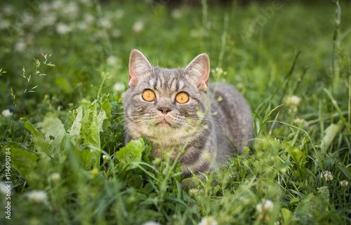 Fototapeta Naklejka Na Ścianę i Meble -  lovely British kitten in a green grass
