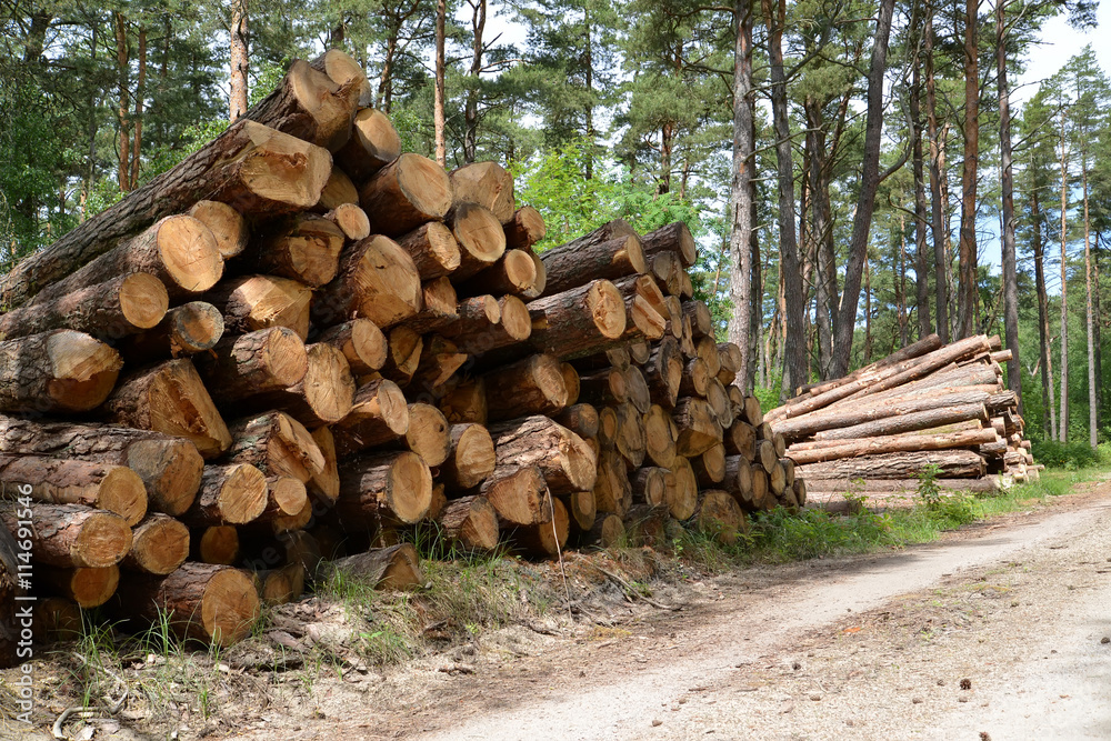 Stacks of pine logs lie at the forest road. Logging