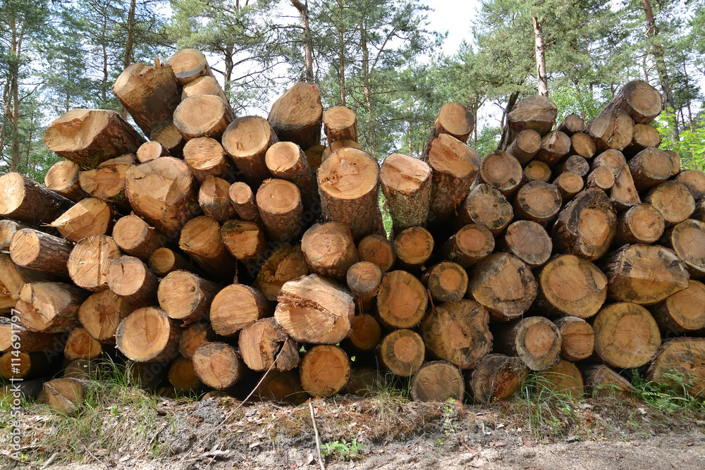 The warehoused pine logs. Logging