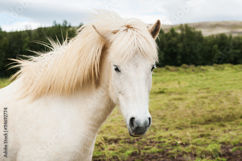 Beautiful white icelandic horse in nature background