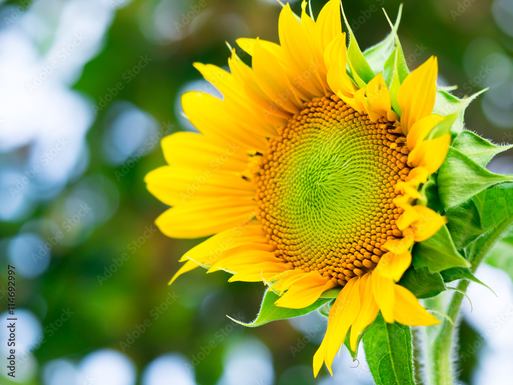 Naklejka premium The sunflower