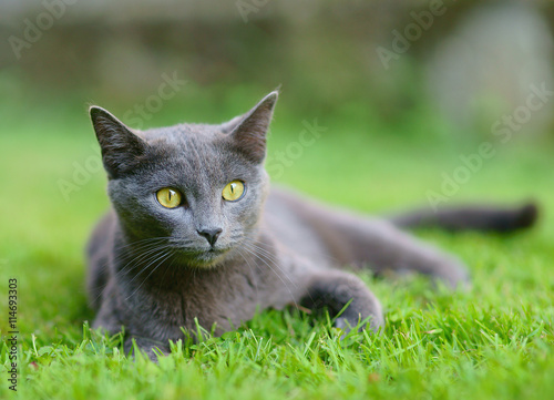 Gatto certosino