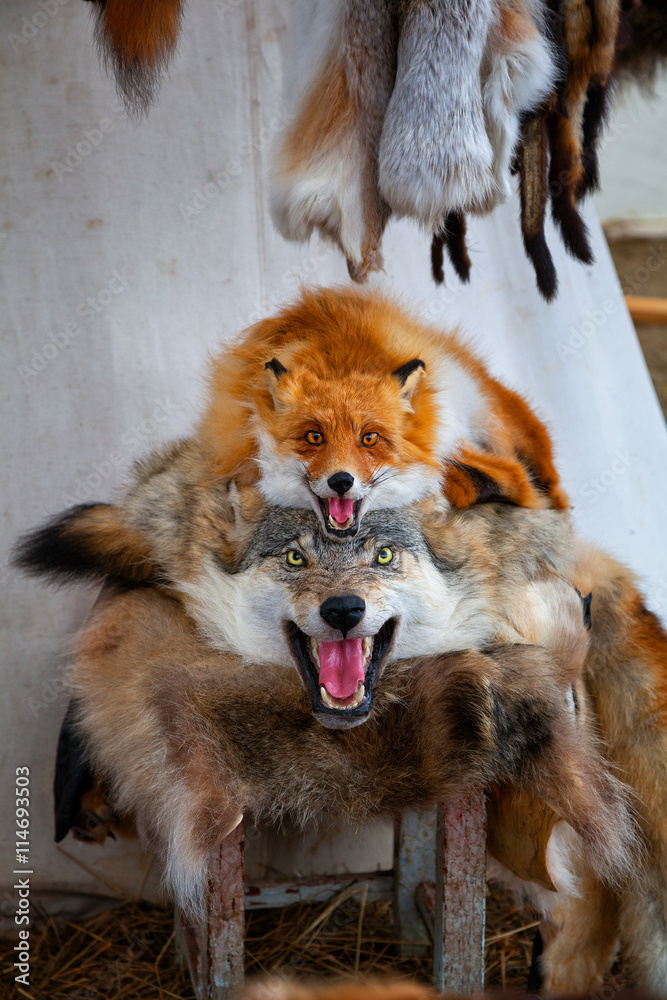 Foto de the pelt of a dead wolf and a Fox for sale. selling dressed animal  skins on the market. the skin and fur of animals killed by hunters.  Taxidermy of wild