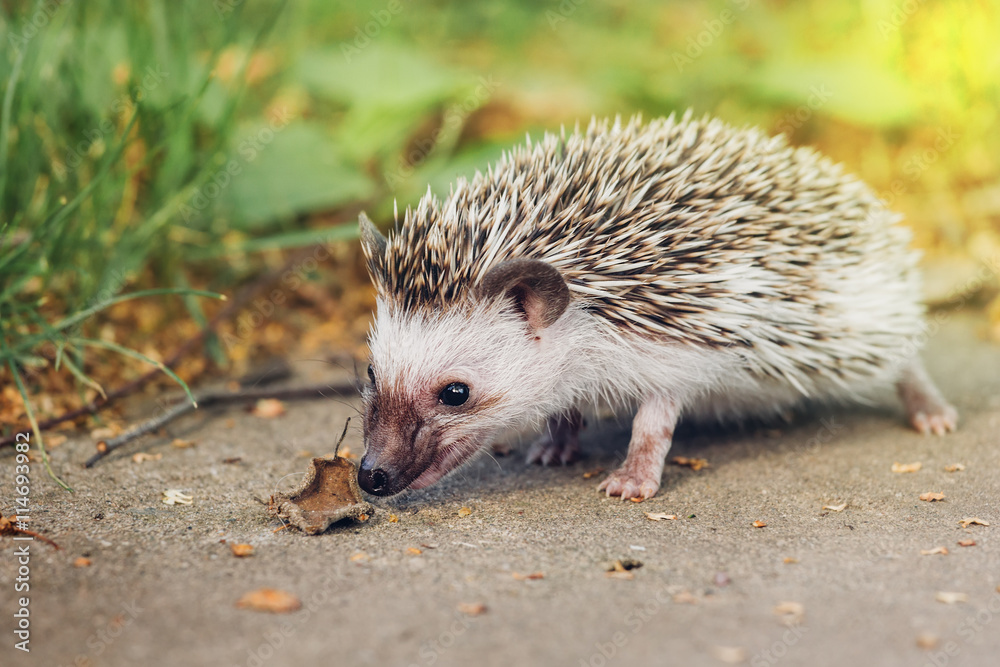 Fototapeta premium Hedgehog in nature