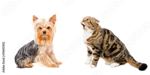 Yorkshire Terrier and funny cat Scottish Fold