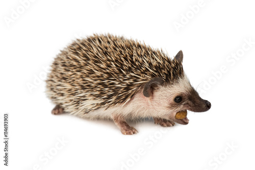hedgehog eating isolated on white background