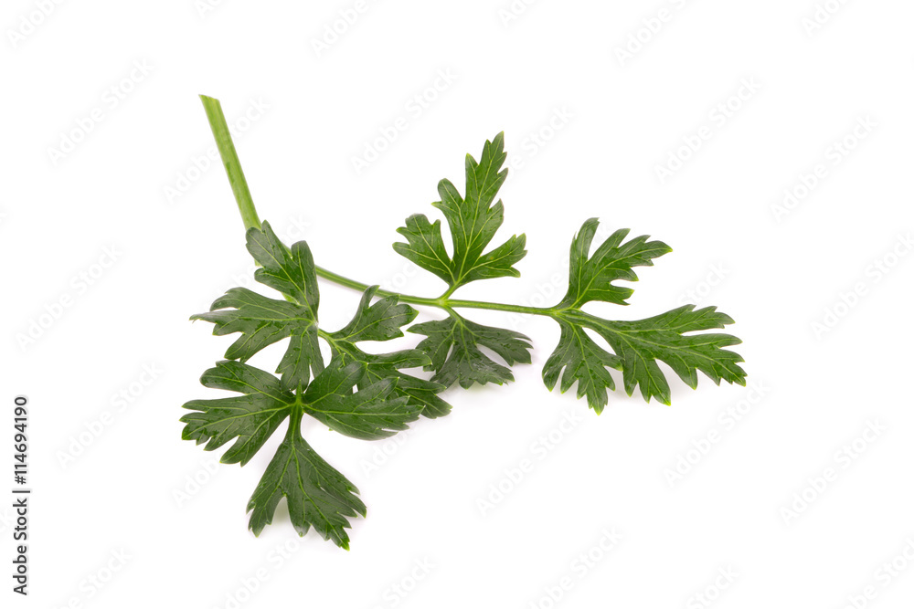 Fototapeta premium Parsley herb isolated on white background