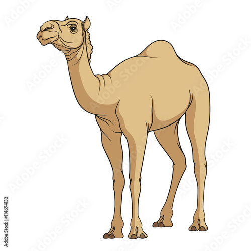 Color vector image of a camel. Isolated object on a white background.