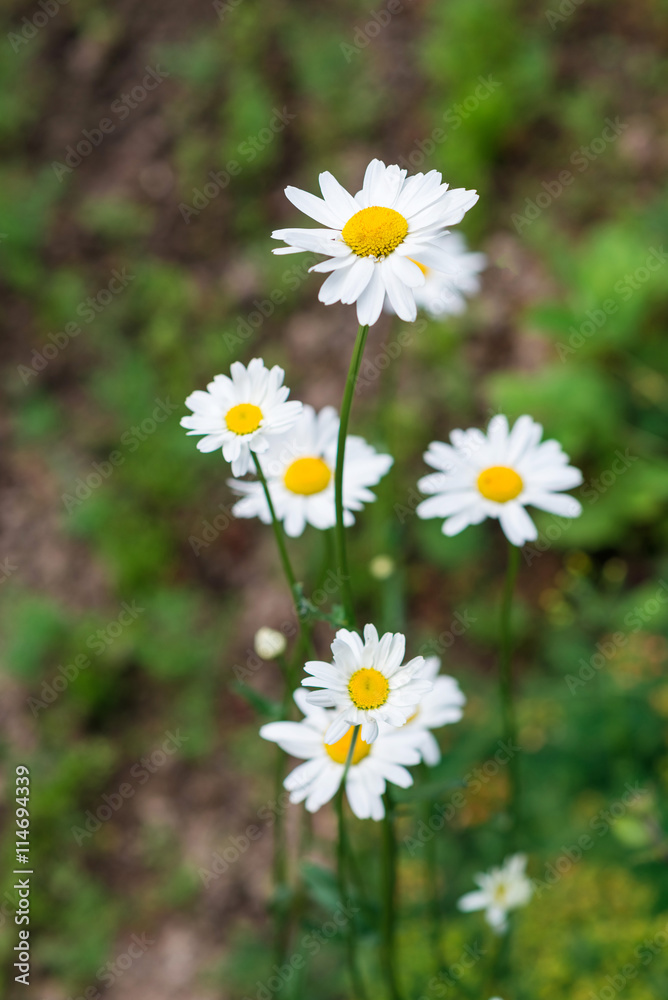 Fototapeta premium Beautiful camomiles flower isolated on garden background.