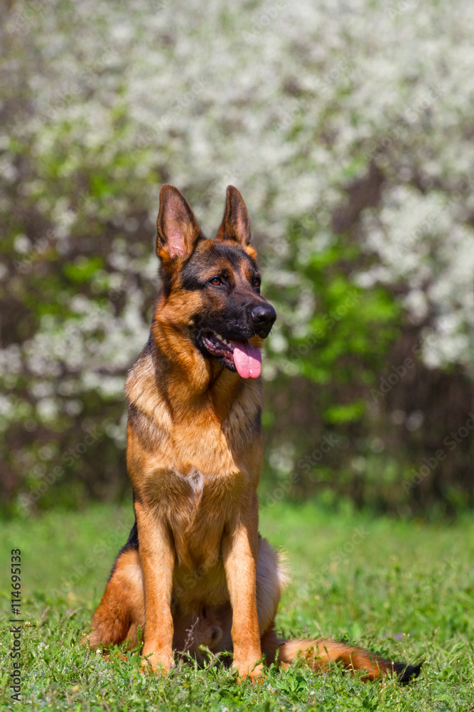 Shepherd dog sitting against spring blossom Shepherd dog sitting against spring blossom