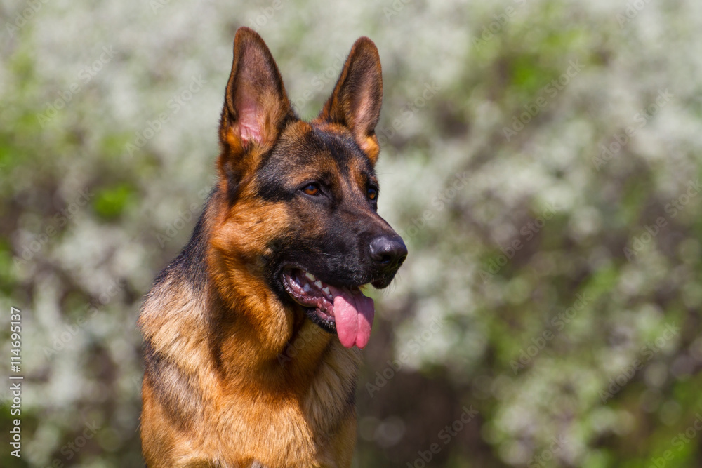 Shepherd dog portrait against spring blossom Shepherd dog portrait against spring blossom