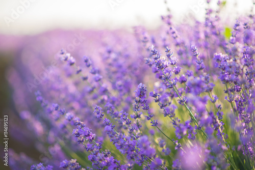 Close up of lavender flowers in a lavender field under the sunrise light