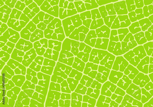 Leaf vector vein structure. Nature texture.